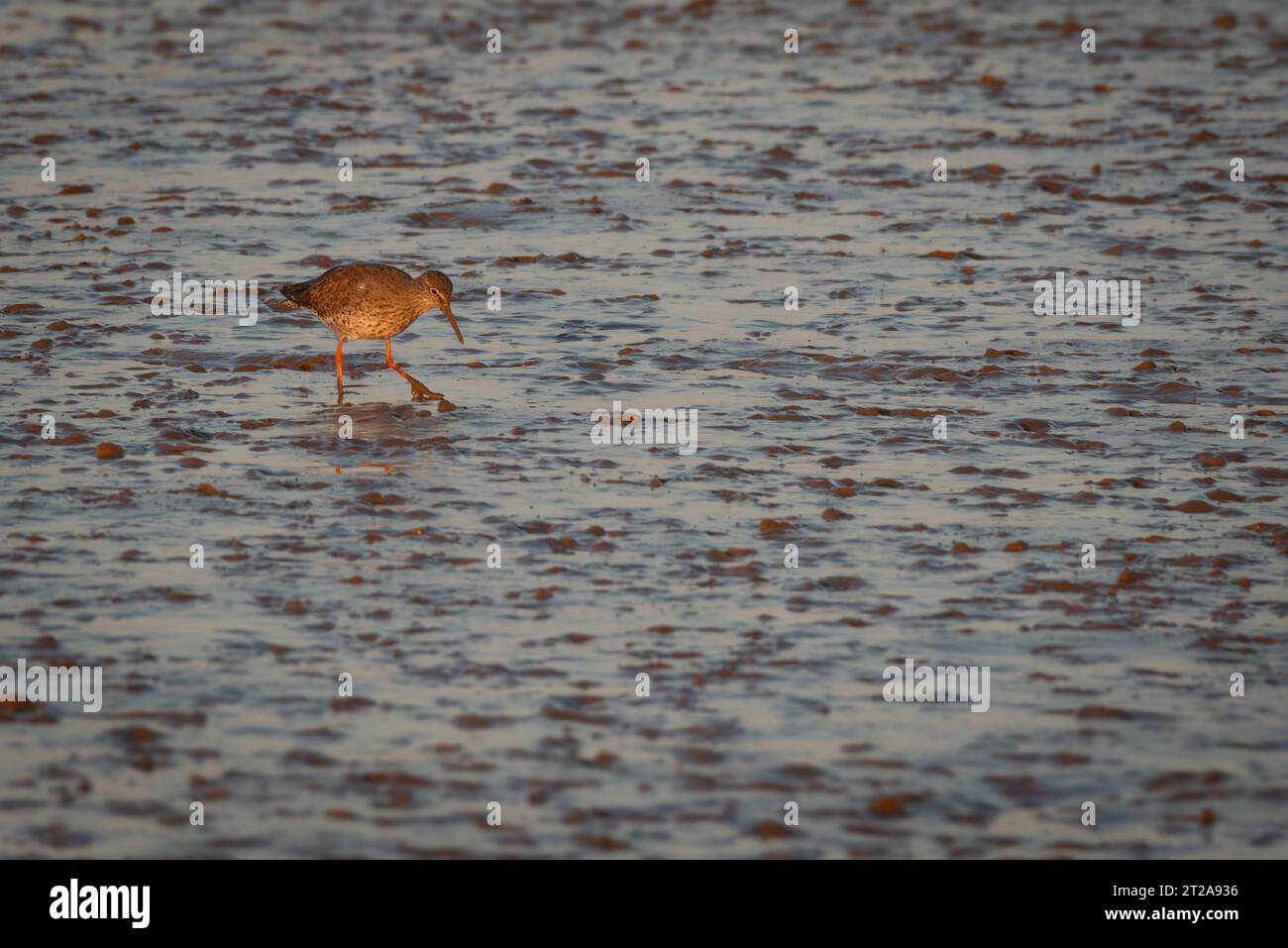 Dare da mangiare a Redshank Bird su un fango Foto Stock