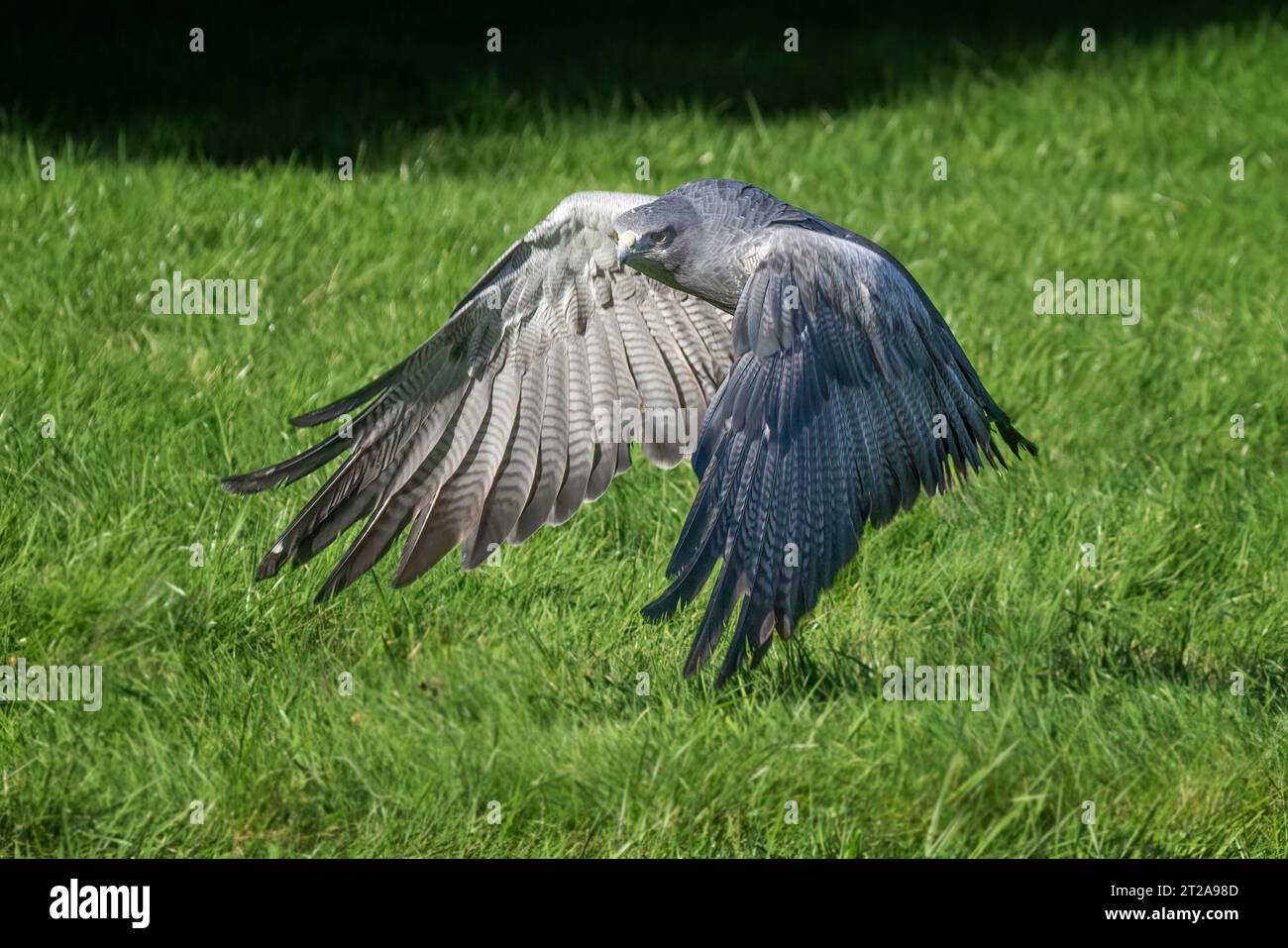 Un'aquila blu cilena, Geranoaetus melanoleucus. È anche conosciuta come aquila-buzzarda dal castagno nero. e' catturato qui in volo Foto Stock