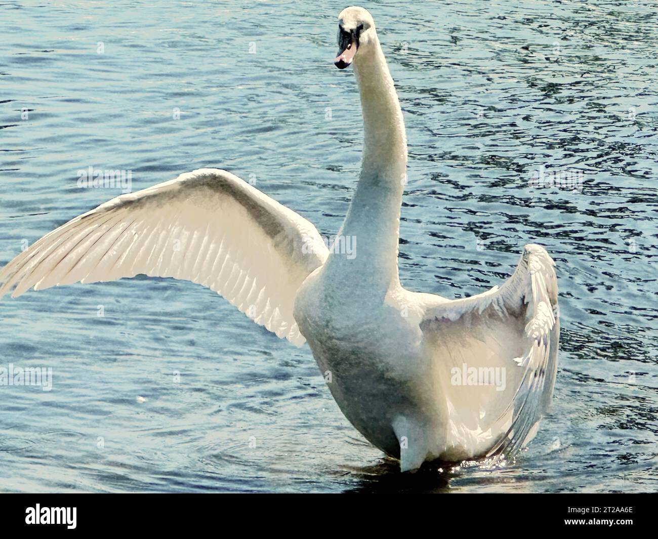 I cigni si accoppiano per la vita e sono una specie incredibile. Foto Stock