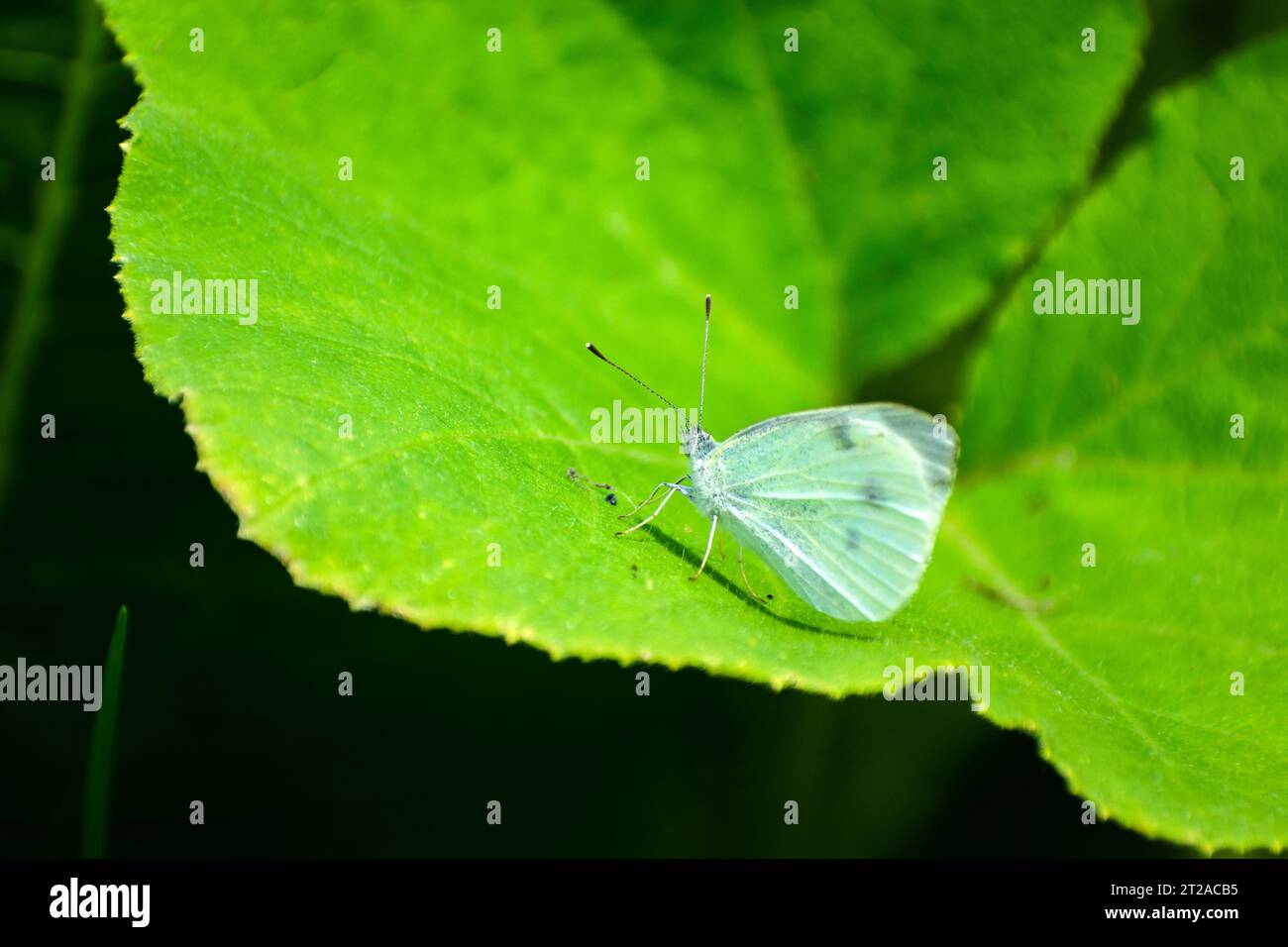 La farfalla di cavolo si trova su una grande foglia verde, con vista estiva Foto Stock