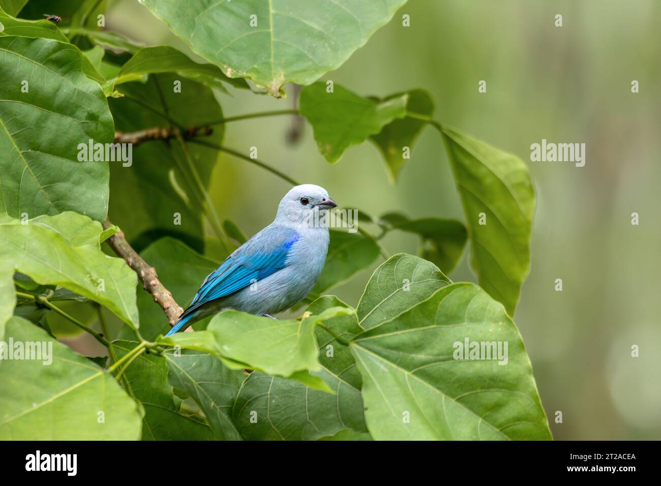 Il tanager blu-grigio (Thraupis episcopus) è un uccello sudamericano di medie dimensioni. La fortuna, il vulcano Arenal, la fauna selvatica e il birdwatching in Costa Rica. Foto Stock