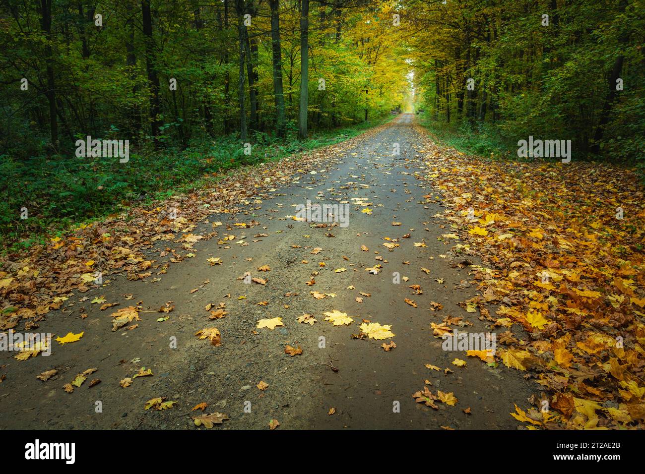 Foglie gialle cadute su strada sterrata nella foresta, giorno di ottobre Foto Stock