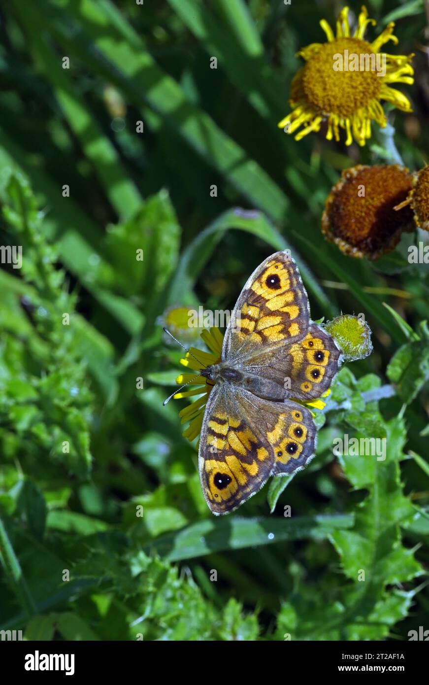 Farfalla da parete (Lasiommata megera) - adulti che si nutrono di Fleabane comune con le ali aperte Eccles-on-Sea, Norfolk, Regno Unito. Agosto Foto Stock
