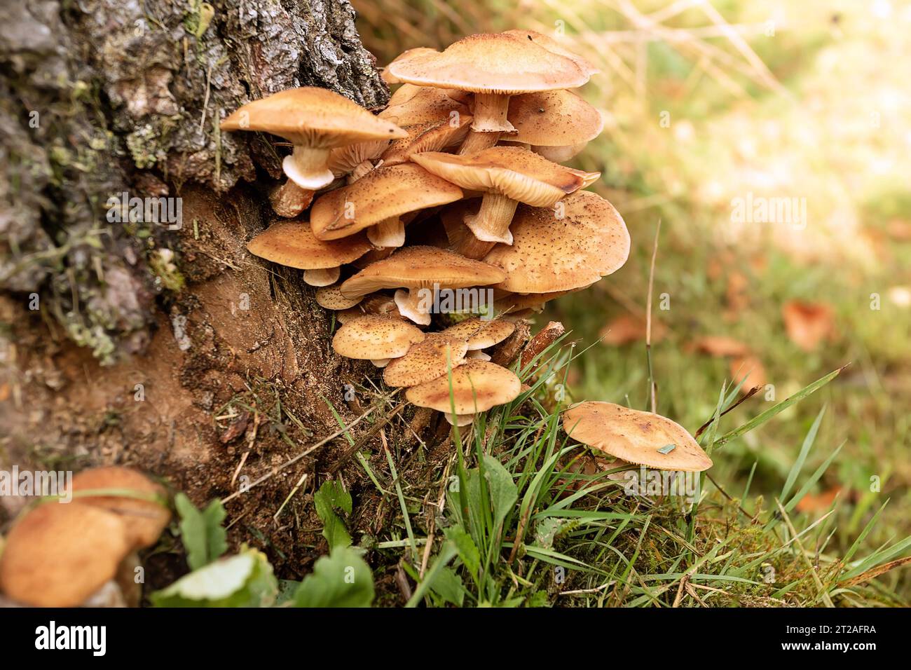 Fungo del miele che cresce su ceppo di abete rosso, pronto per la raccolta (Armillaria mellea); fungo commestibile in habitat naturale Foto Stock