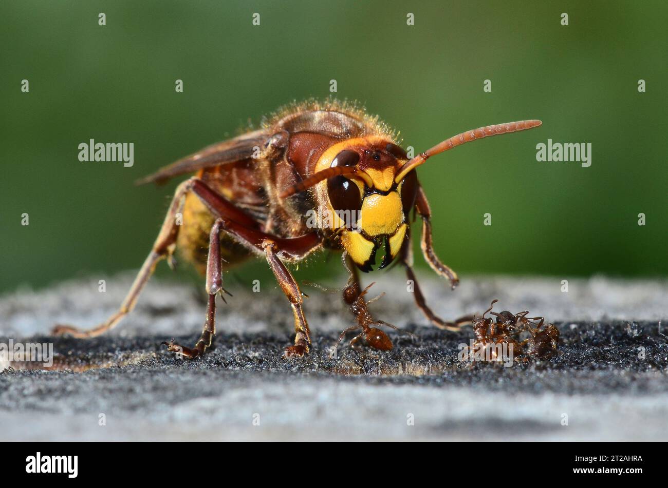 Hornet vespa crabro e formiche rosse Foto Stock