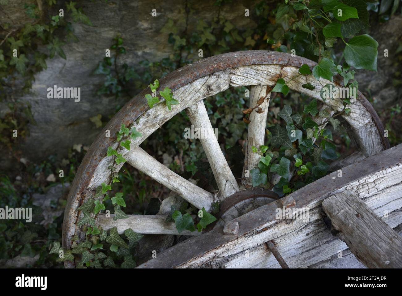 Vecchio Cartwheel abbandonato e carrello in legno ricoperto di edera Foto Stock