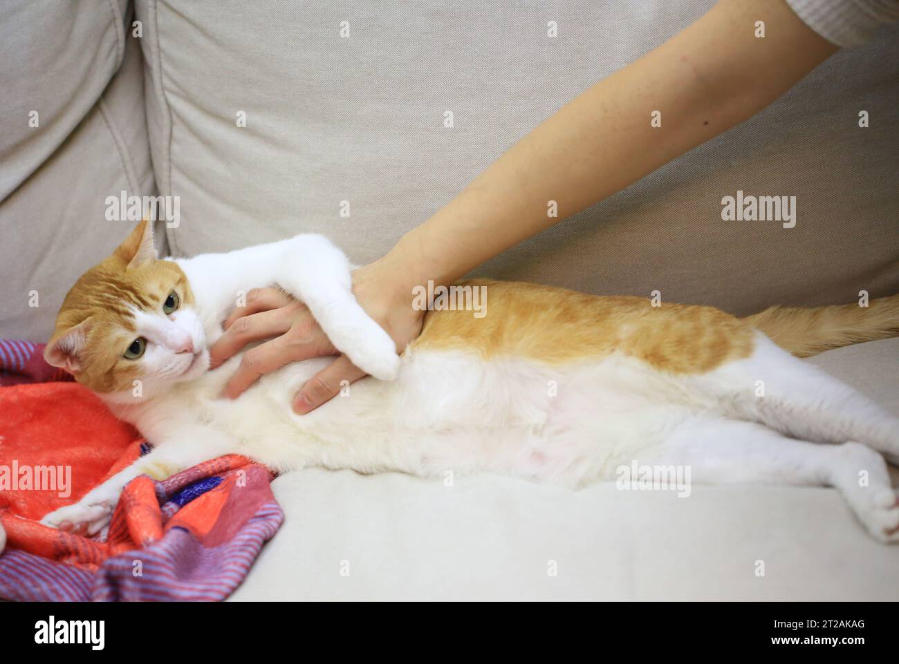 proprietario animale domestico umano mano toccare il gatto petto morbido, il gatto sembra essere infelice, controllo di salute Foto Stock