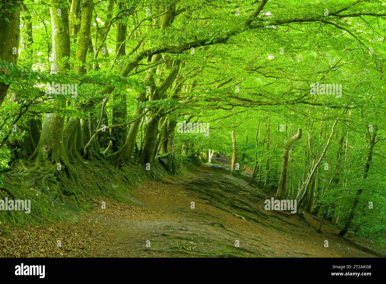 Alberi di faggio comune (Fagus sylvatica) nel bosco di Wellington Hill nelle Blackdown Hills, Somerset, Inghilterra. Foto Stock