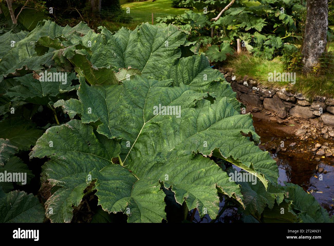 Un'enorme e sana pianta di Gunnera che cresce sulle rive del Loch Goil al Castello di Carrick Foto Stock