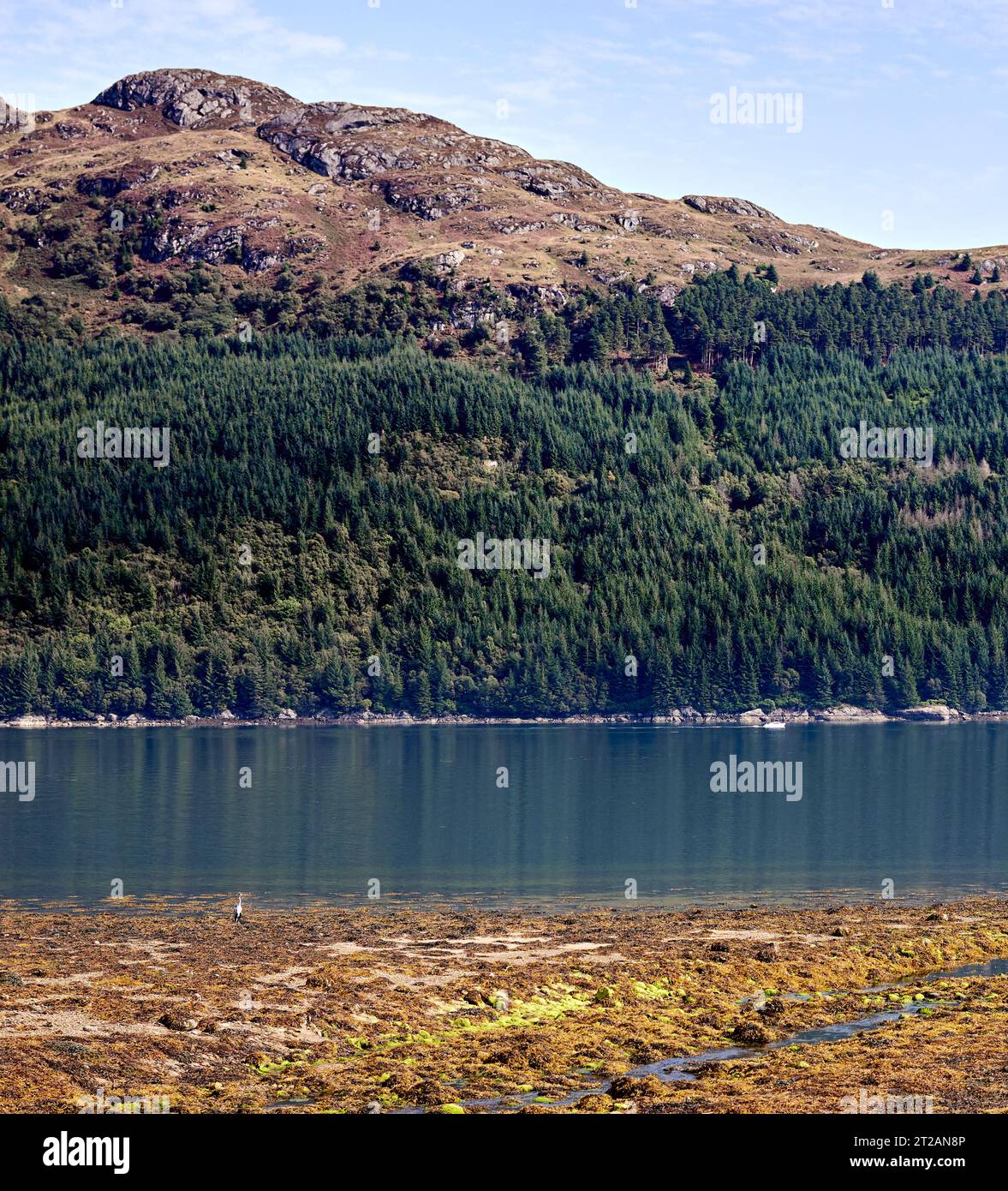 Un Heron solitario si trova ancora sul bordo dell'acqua mentre sullo sfondo una barca a motore si muove lungo il tragitto. Loch Goil al Castello di Carrick Foto Stock