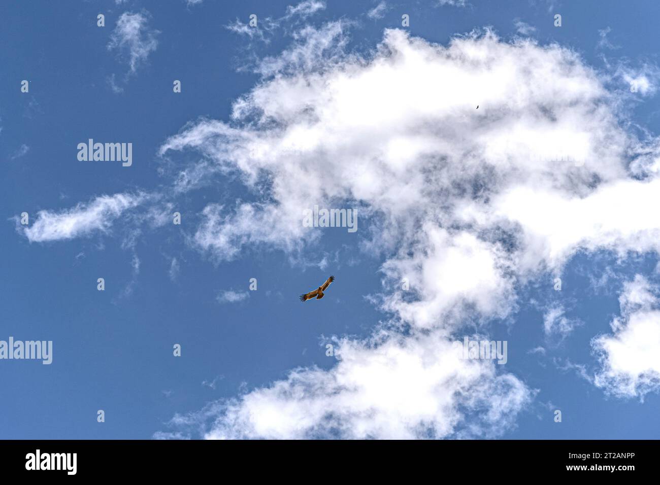 Gli egiziani volano su un cielo azzurro in Etiopia, Africa Foto Stock