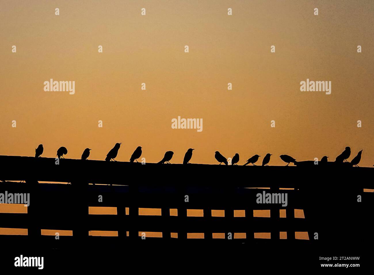 Isola di Palms, Stati Uniti. 18 ottobre 2023. Uno stormo di uccelli, visto dall'alba, guarda la spiaggia dal molo dell'Isola di Palms, il 18 ottobre 2023 a Isle of Palms, South Carolina. Crediti: Richard Ellis/Richard Ellis/Alamy Live News Foto Stock