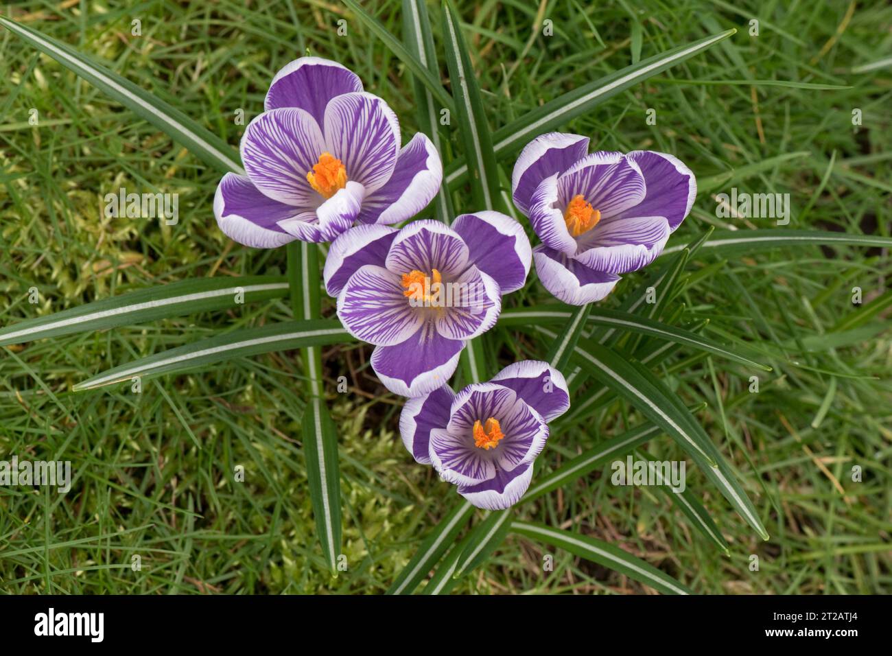 Varietà Crocus "Pickwick" fiori primaverili viola e bianchi che crescono nel prato erboso all'inizio della primavera, Berkshire, marzo Foto Stock