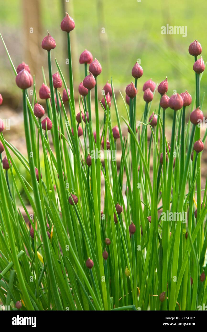 Erba cipollina (Allium schoenoprasum) boccioli di fiori, un'erba con foglie commestibili, scapes, utilizzata in cucina e insalate, Berkshire, aprile Foto Stock