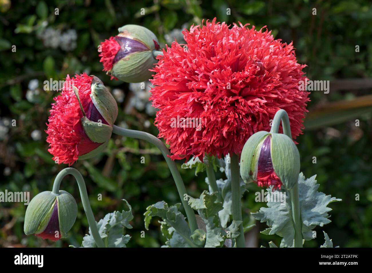 Papavero da oppio o papavero da semi di pane (Papaver somniferum) fiori rossi di papavero e boccioli di una pianta annuale autosemina, Berkshire, giugno Foto Stock