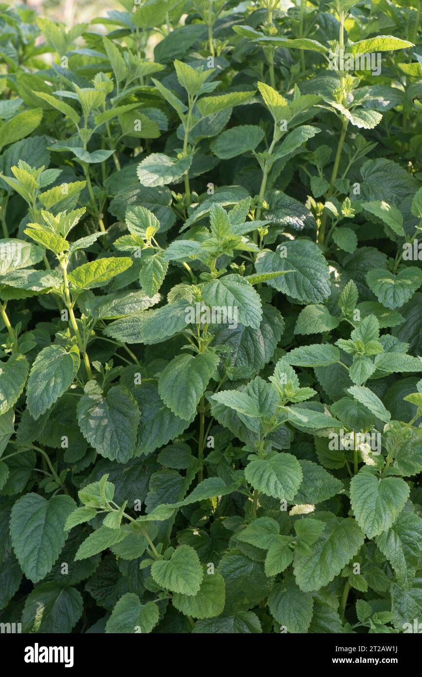 Balsamo al limone o balsamo dolce (Melissa officinalis) un'erba culinaria o medicinale con foglie profumate al limone, berkshire, maggio Foto Stock