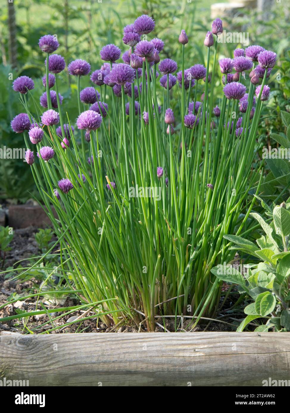 Fiori di erba cipollina (Allium schoenoprasum), un'erba con foglie commestibili utilizzata in cucina e insalate, Berkshire, maggio Foto Stock