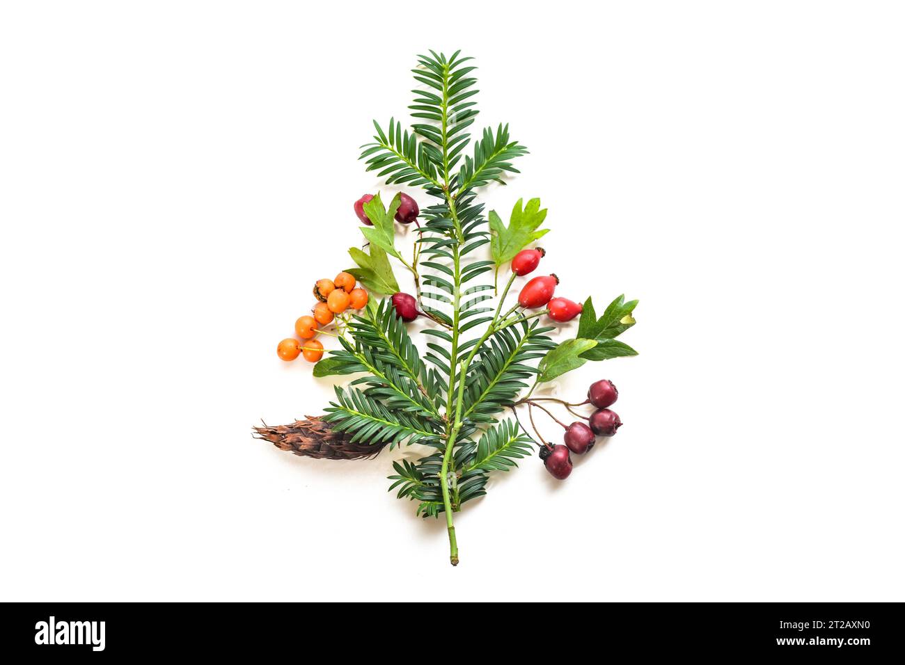 Forma di un albero di Natale, costituito da rami sempreverdi naturali, spugna, fianchi di rosa e frutti di biancospino isolati con piccole ombre su sfondo bianco, Foto Stock