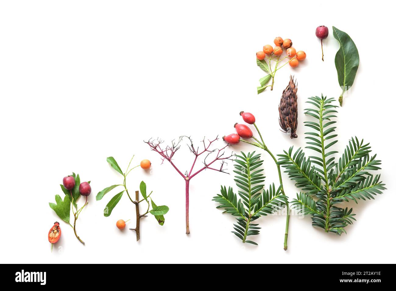 Piatto decorativo dalla natura con rami sempreverdi, foglie e frutta, concetto di biglietto d'auguri per le vacanze stagionali come il Ringraziamento e il Natale Foto Stock