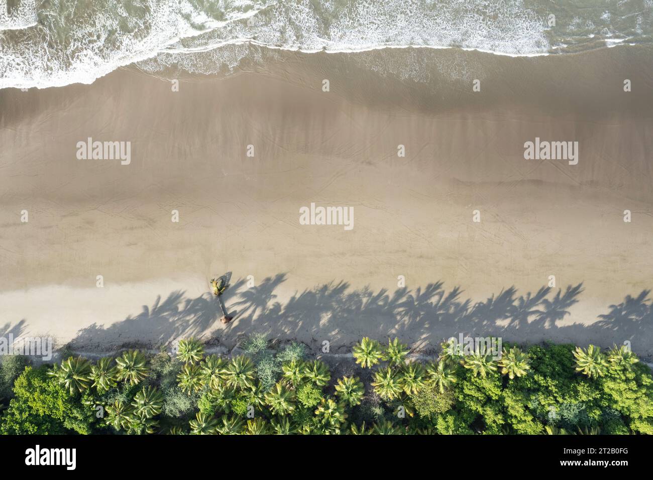 Spiaggia di sabbia pulita con alberi di plam e sfumature sopra la vista dei droni Foto Stock