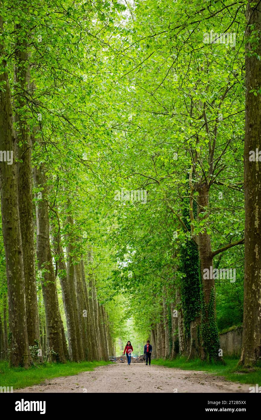Due persone camminano lungo un sentiero alberato nella tenuta di Versailles. Foto Stock