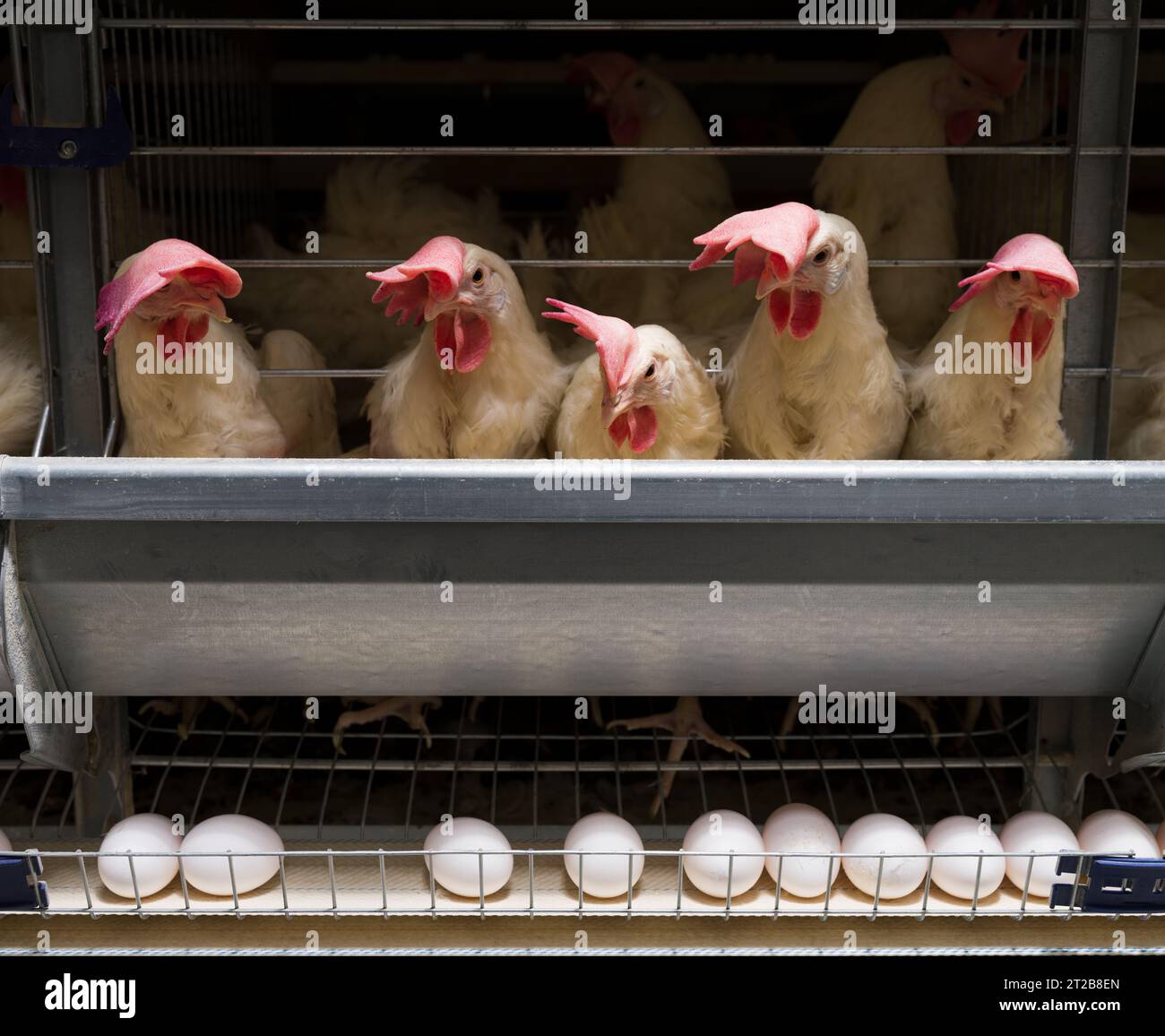 Fabbrica di produzione di uova. Le galline bianche depongono le uova in un sistema di produzione completamente automatizzato. Uovo industriale. Gabbia di gallina d'uovo. Foto Stock
