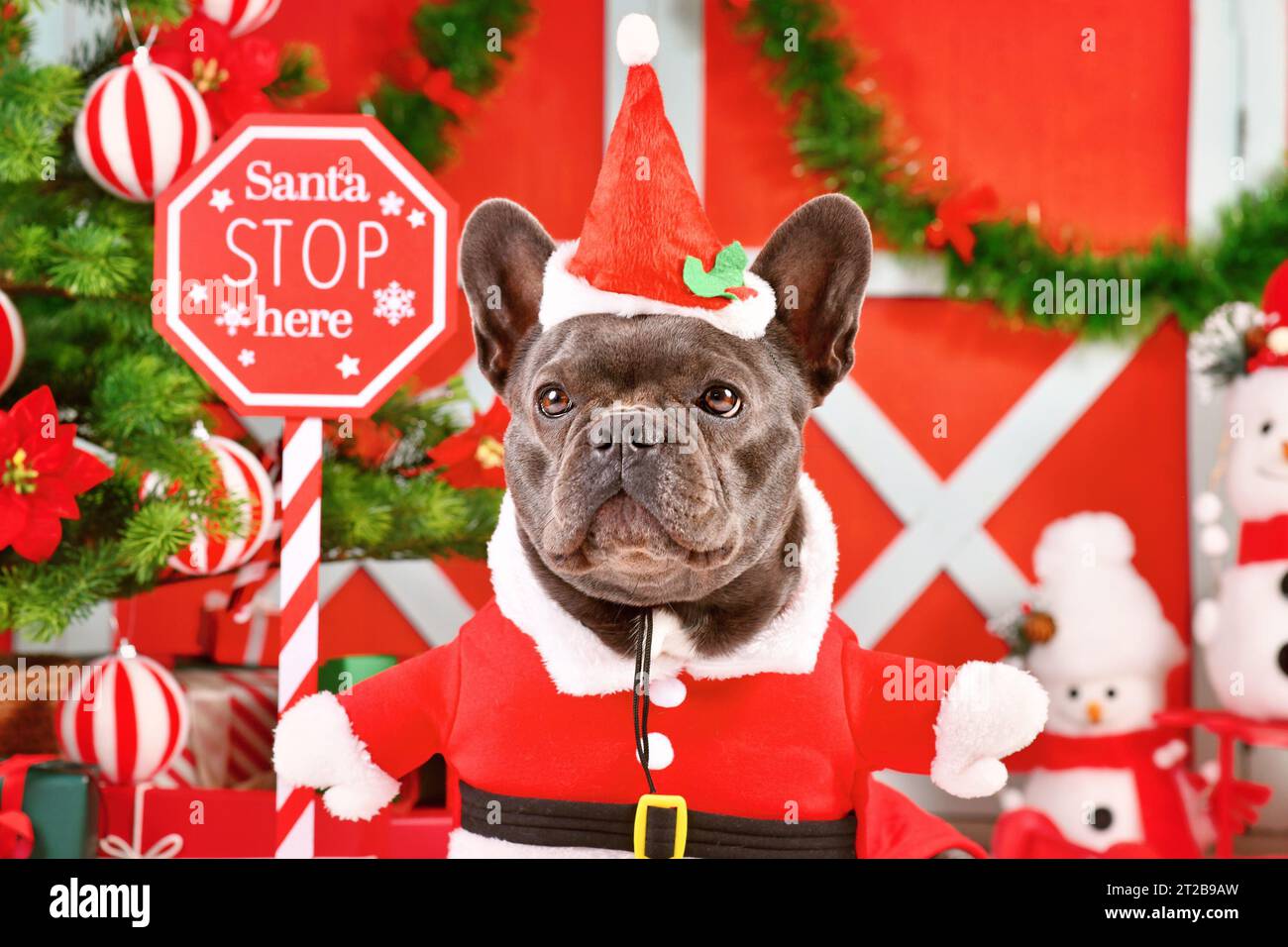 Ritratto di Bulldog francese che indossa il costume da cane di Babbo Natale davanti alla decorazione natalizia stagionale Foto Stock