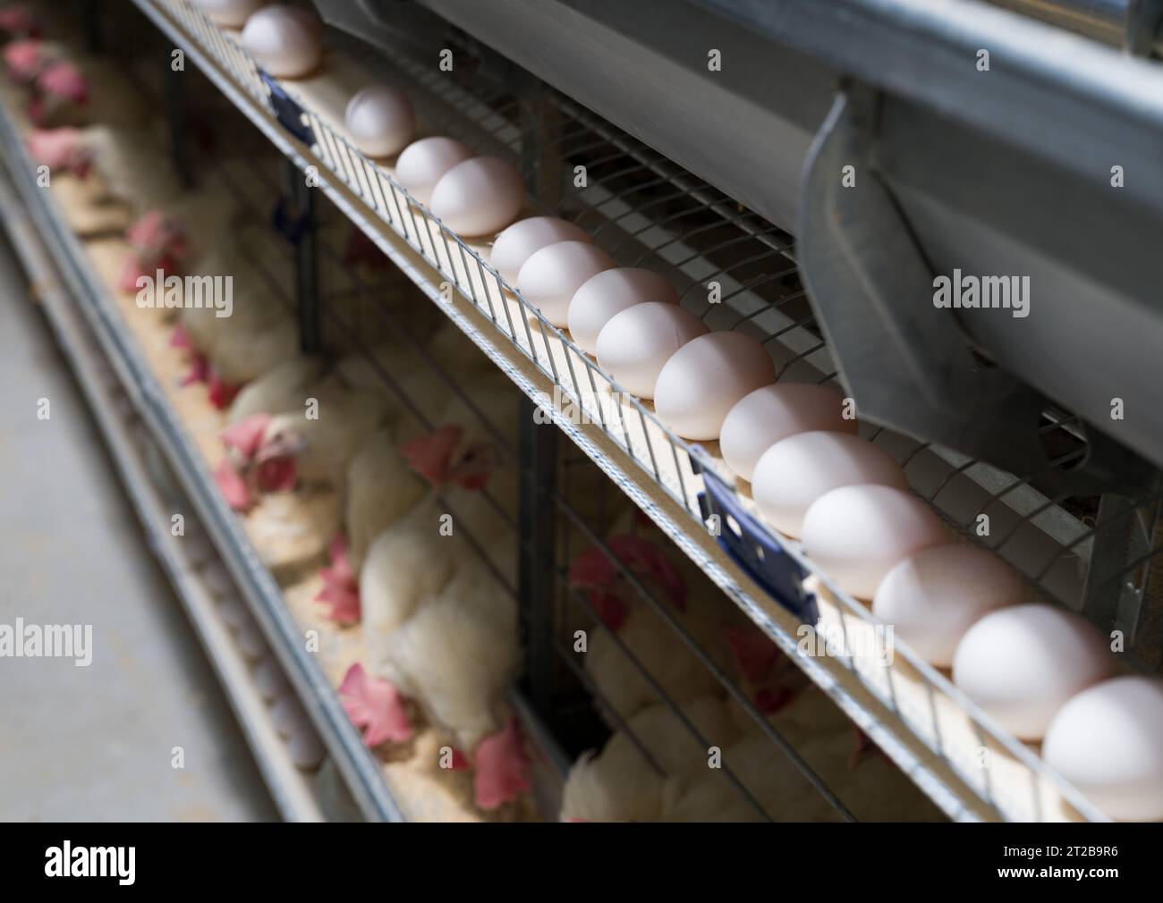 Fabbrica di produzione di uova. Le galline bianche depongono le uova in un sistema di produzione completamente automatizzato. Uovo industriale. Gabbia di gallina d'uovo. Foto Stock
