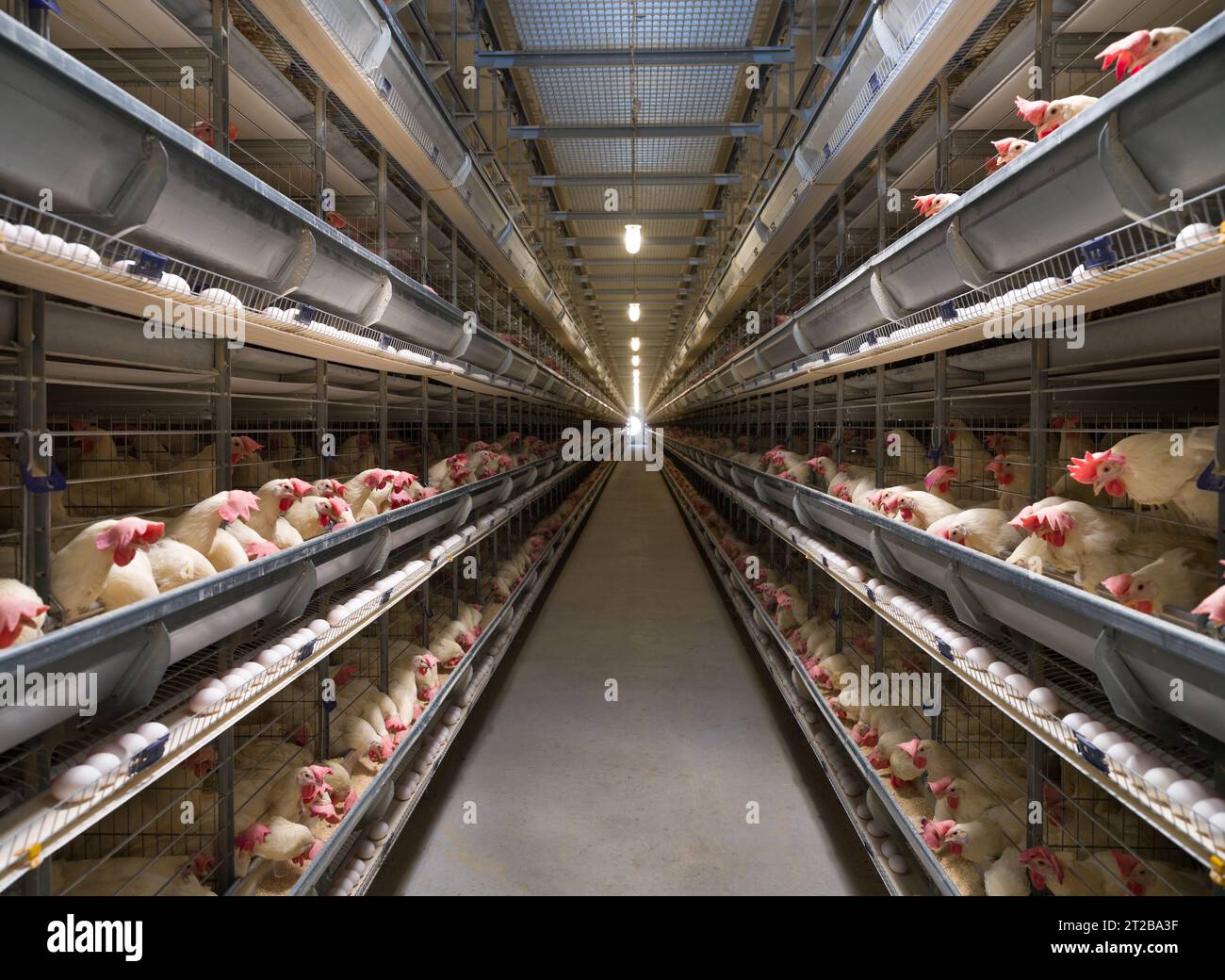 Fabbrica di produzione di uova. Le galline bianche depongono le uova in un sistema di produzione completamente automatizzato. Uovo industriale. Gabbia di gallina d'uovo. Foto Stock