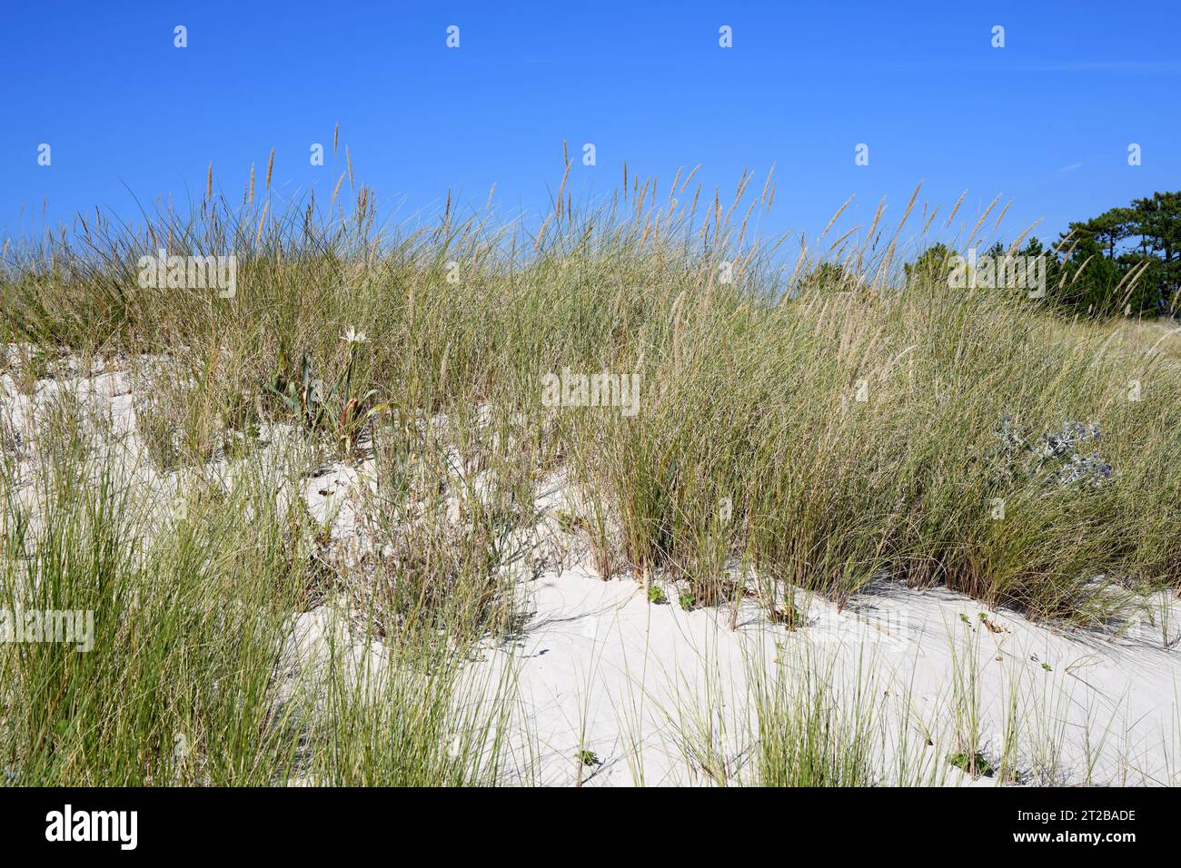 L'erba di mare europea o erba di marram (Ammophila arenaria) è un'erba aperenne originaria delle coste europee, della costa del Nord Africa e dell'Asia occidentale. Questa foto Foto Stock