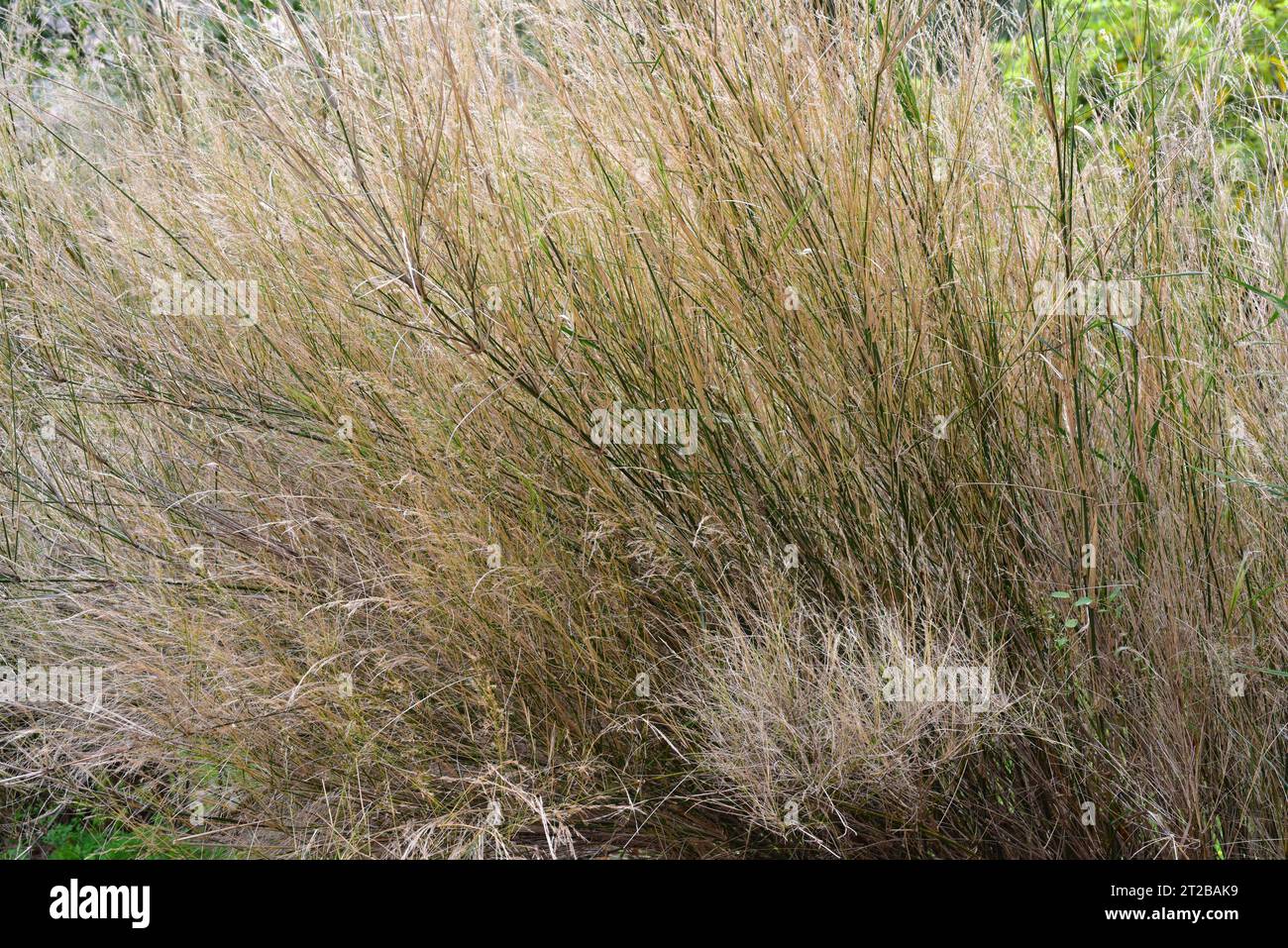 L'erba di bambù stout (Austrostipa ramosissima) è un'erba ornamentale perenne originaria dell'Australia. Foto Stock