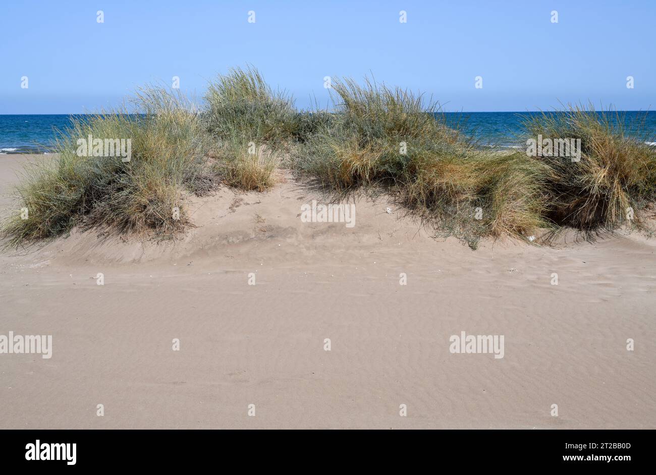 L'erba-lettino di sabbia (Elymus farctus, Thinopyrum junceum o Agropyron junceum) è un'erba perenne originaria delle coste dell'Eurasia. Questa foto è stata scattata a Delta Foto Stock