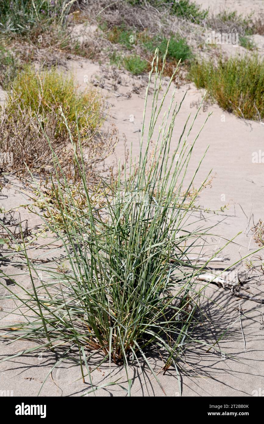 L'erba-lettino di sabbia (Elymus farctus, Thinopyrum junceum o Agropyron junceum) è un'erba perenne originaria delle coste dell'Eurasia. Questa foto è stata scattata a Delta Foto Stock