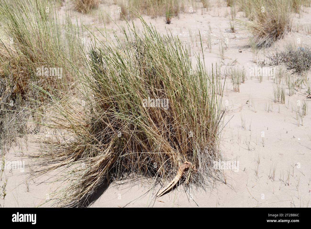 L'erba-lettino di sabbia (Elymus farctus, Thinopyrum junceum o Agropyron junceum) è un'erba perenne originaria delle coste dell'Eurasia. Questa foto è stata scattata a Delta Foto Stock