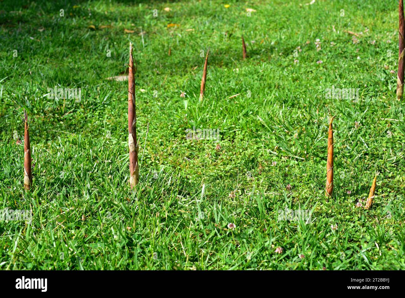 Germogli di bambù (Phyllostachys bambusoides). Questa foto è stata scattata a Barcellona, Catalogna, Spagna. Foto Stock