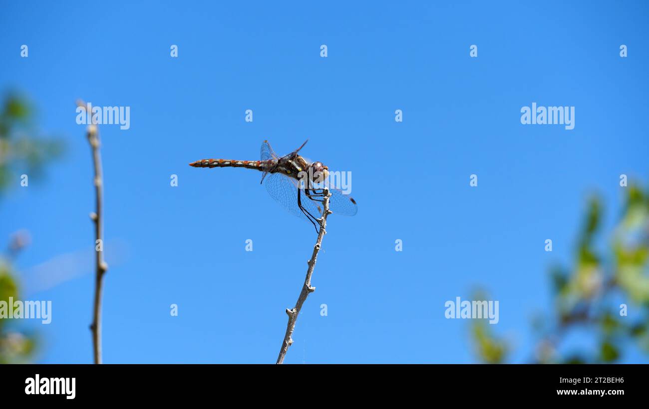 Libellula di grandi dimensioni Foto Stock