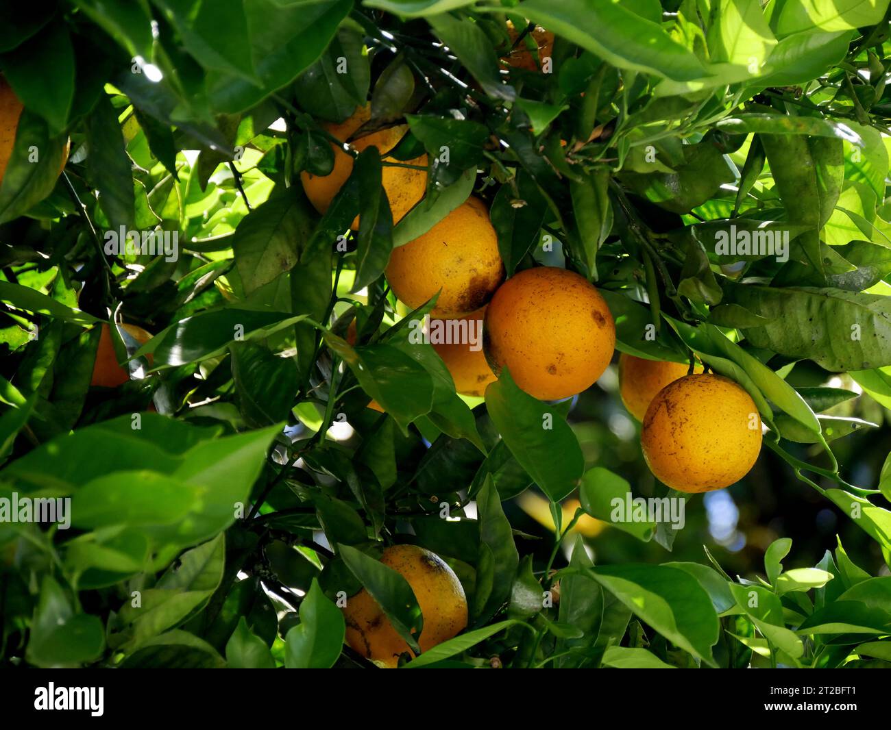 Arancio amaro : frutti di agrumi aurantium a la Reunion nell'albero. Primo piano di arancione sui rami Foto Stock
