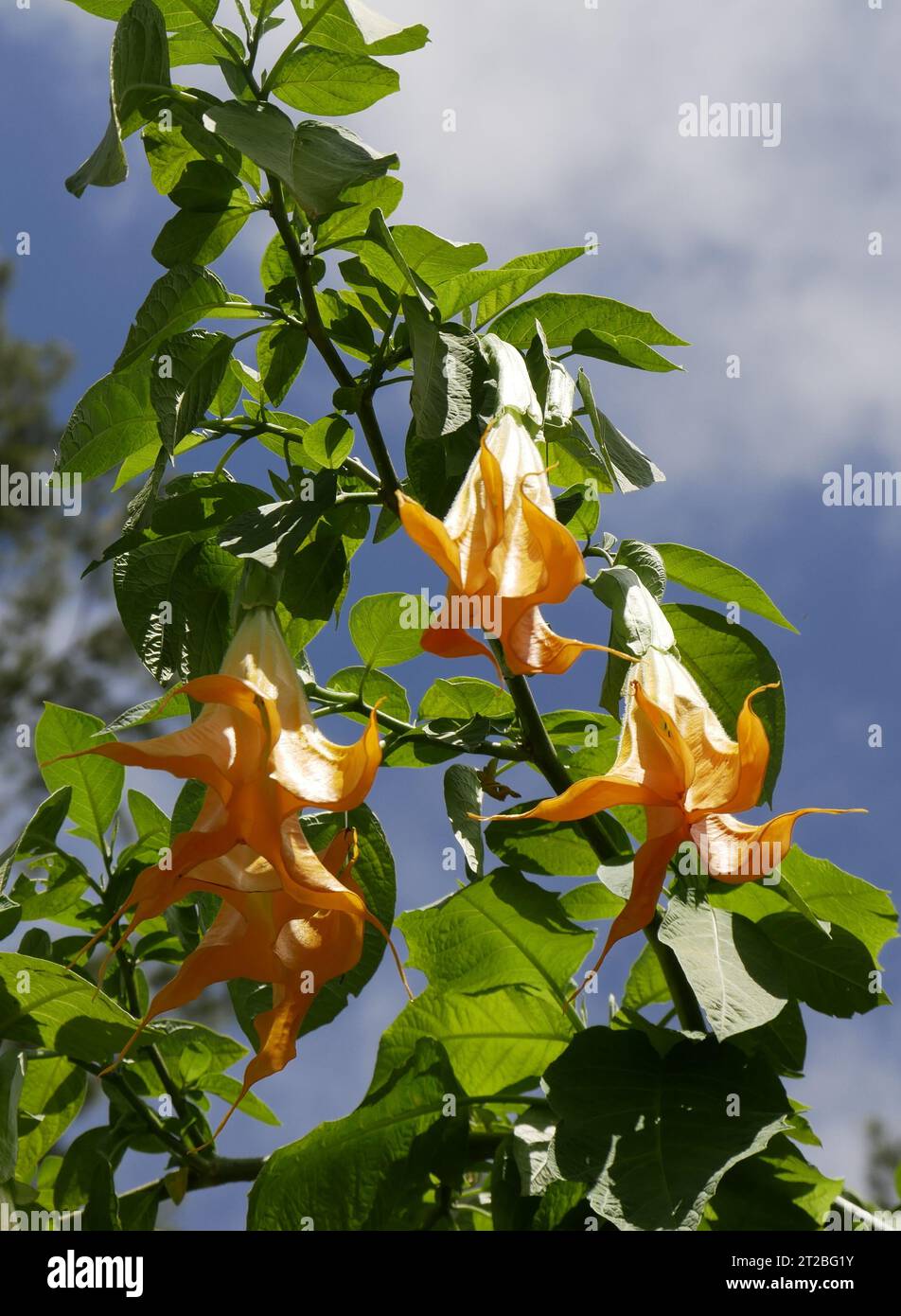 Fiori gialli, angeli tromba sull'isola di la Reunion. Primo piano di fiori di Brugmansia e cielo blu. Foto Stock
