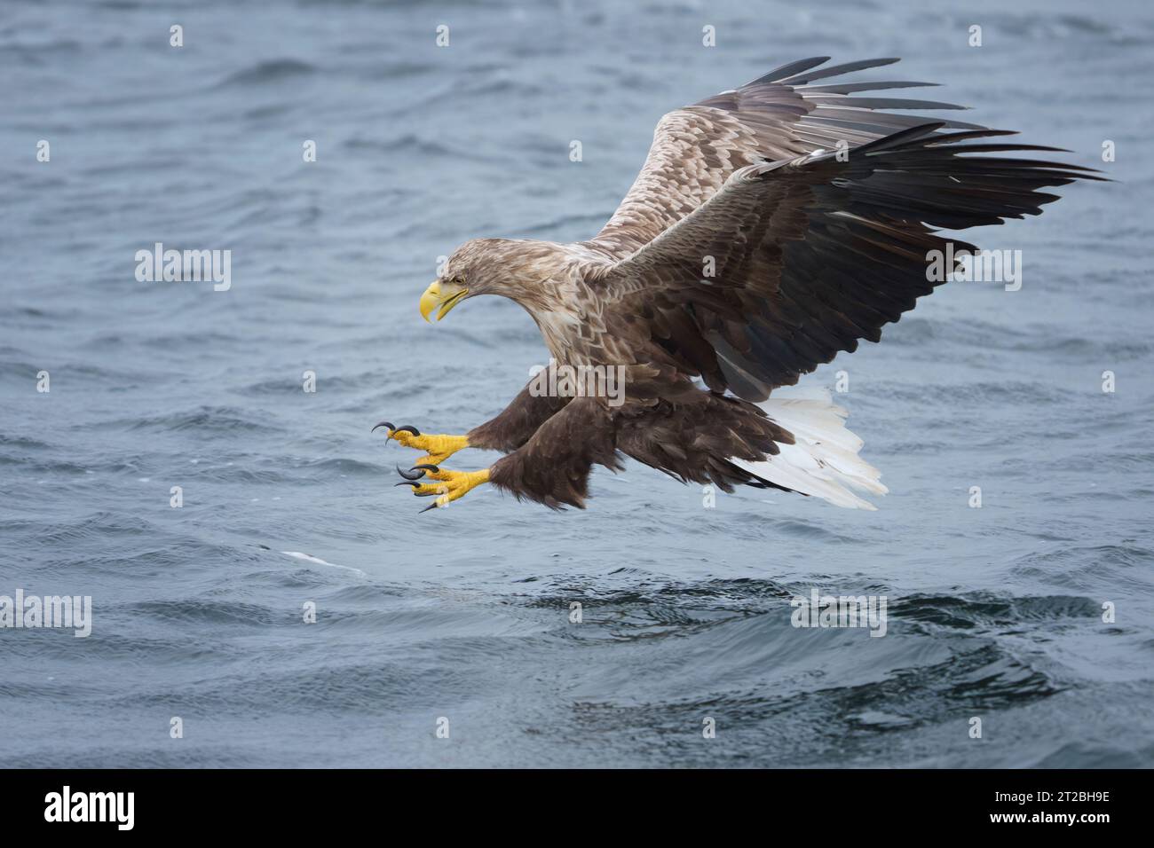 Aquila dalla coda bianca, fase finale dell'immersione per raccogliere pesci dall'acqua, Mull, Scozia, haliaeetus albicilla Foto Stock