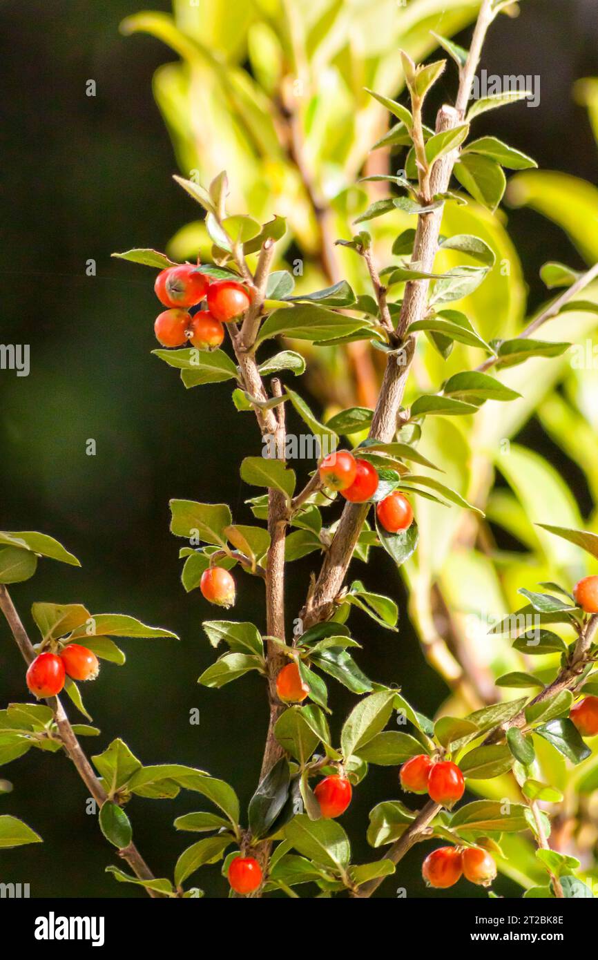 Bacche rosse di rosa sui ramoscelli. Giardino autunnale, messa a fuoco selettiva. Foto Stock