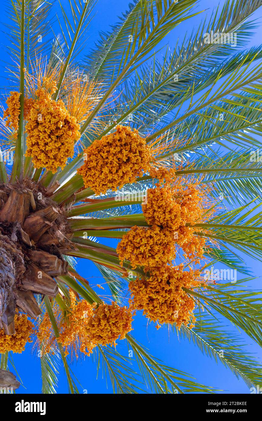 Frutta di dattero fresca e matura che si cede dalla cima di una palma Foto Stock