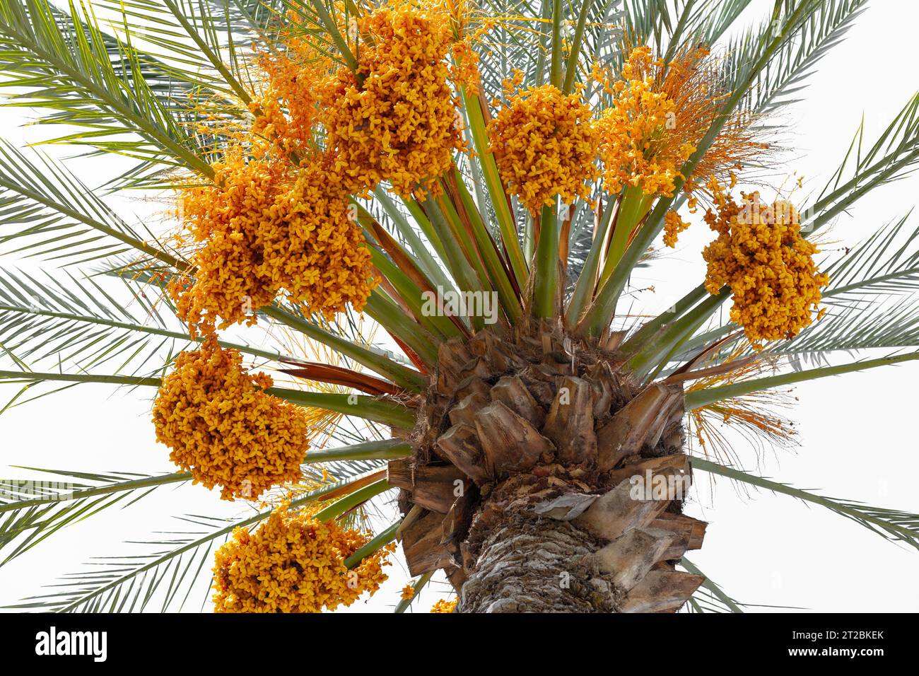 Frutta di dattero fresca e matura che si cede dalla cima di una palma Foto Stock
