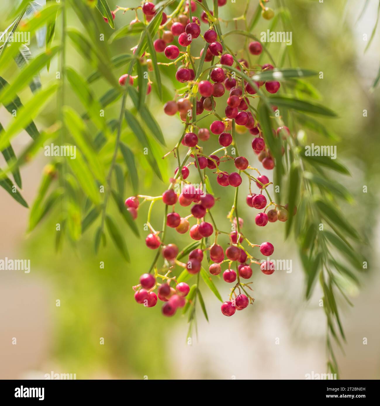 Un albero di pepe rosa con grani di pepe chiamato Schinus molle, noto anche come albero di pepe peruviano. Foto Stock