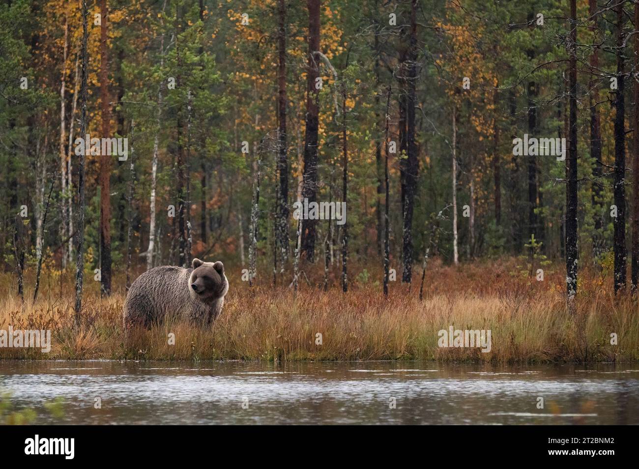 Orso bruno (Ursus arctos) in Finlandia - Kuhmo Foto Stock