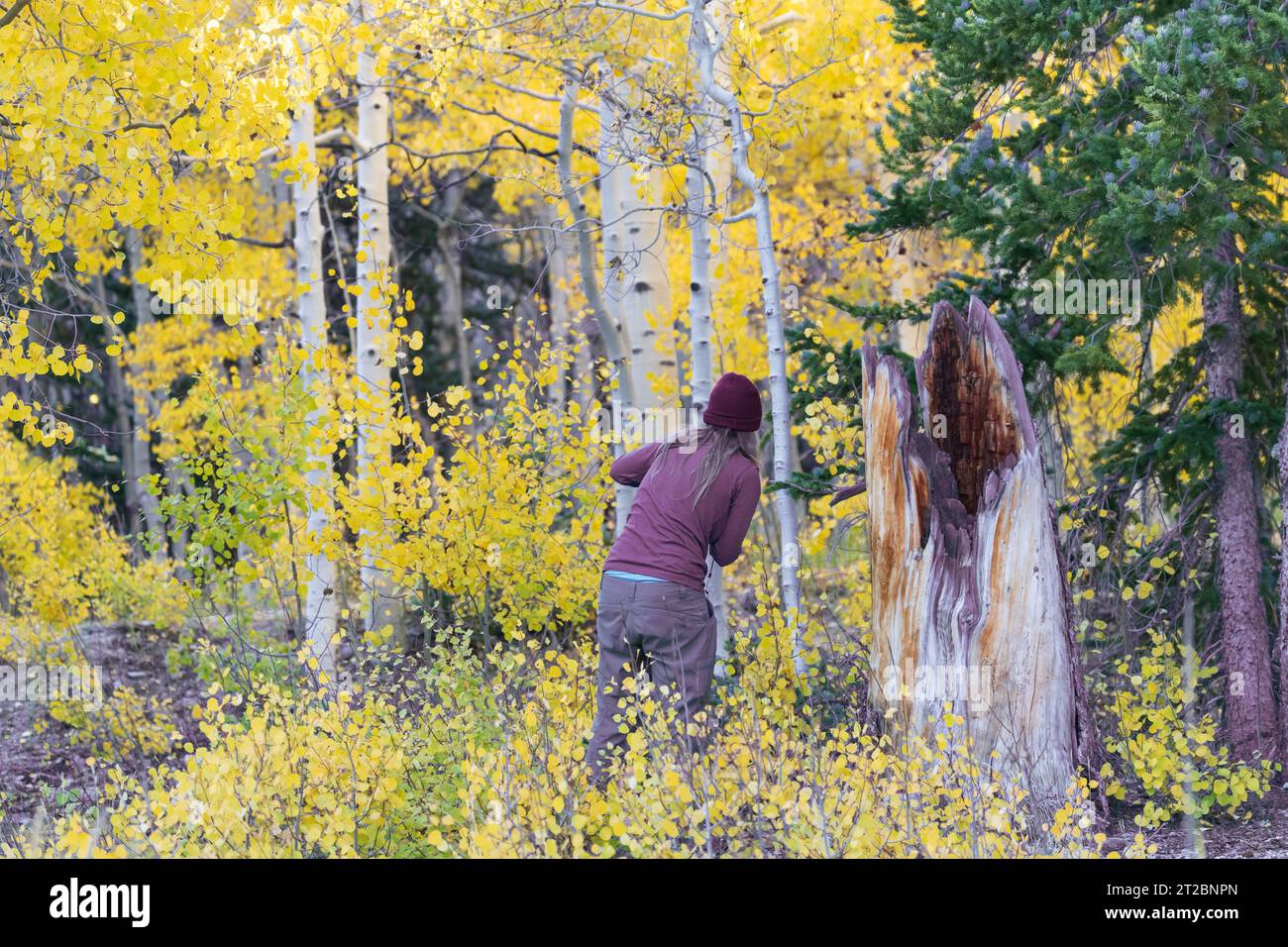 Escursione a piedi nella foresta con alberi di aspen dai colori autunnali Foto Stock