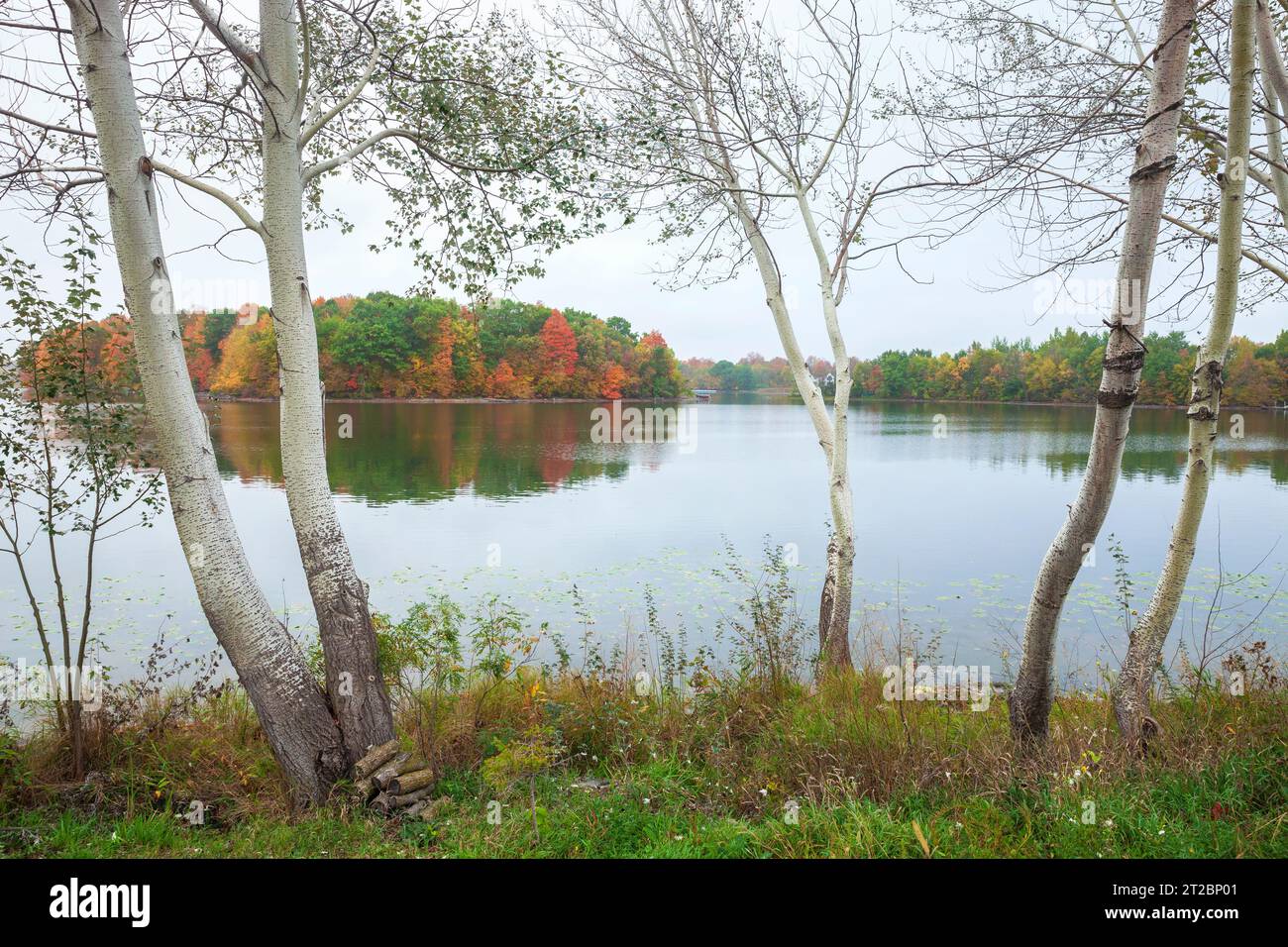 Calmo lago del Minnesota con alberi di colore autunnale e pioppi bianchi sulla riva in primo piano Foto Stock