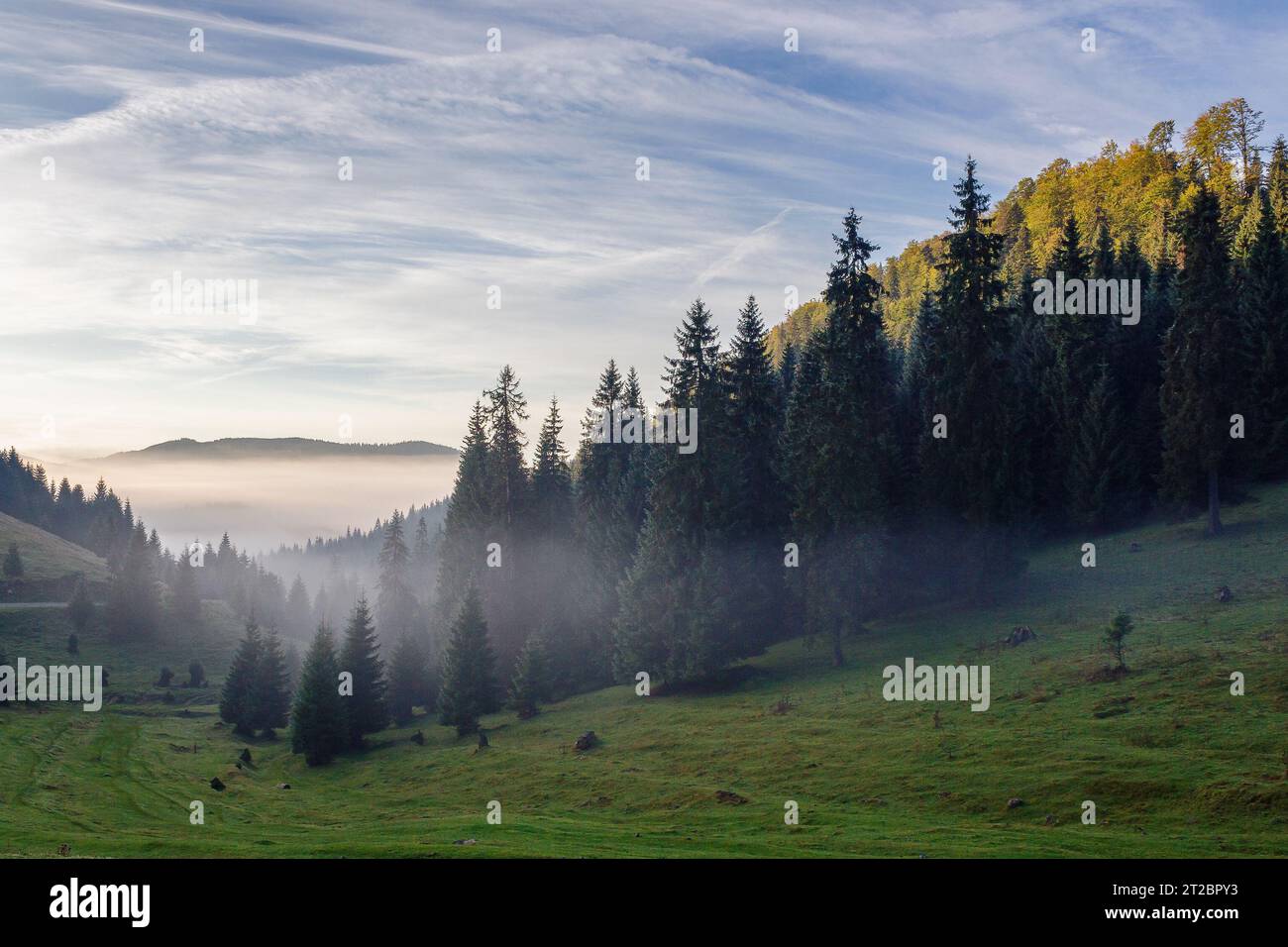 paesaggio di campagna della romania nella nebbia mattutina. conifere sui ripidi pendii erbosi sotto un cielo luminoso con nuvole. parco naturale apuseni Foto Stock