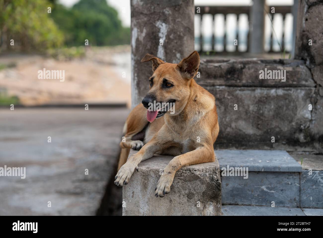 Un cane da strada tailandese presso l'Ocean Sanctuary Chittaphawan Monks College del distretto di Naklua Chonburi in Thailandia Asia Foto Stock