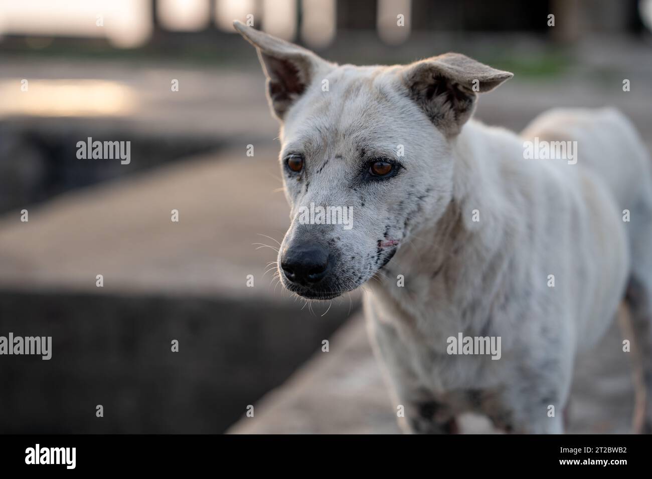 Un cane da strada tailandese presso l'Ocean Sanctuary Chittaphawan Monks College del distretto di Naklua Chonburi in Thailandia Asia Foto Stock