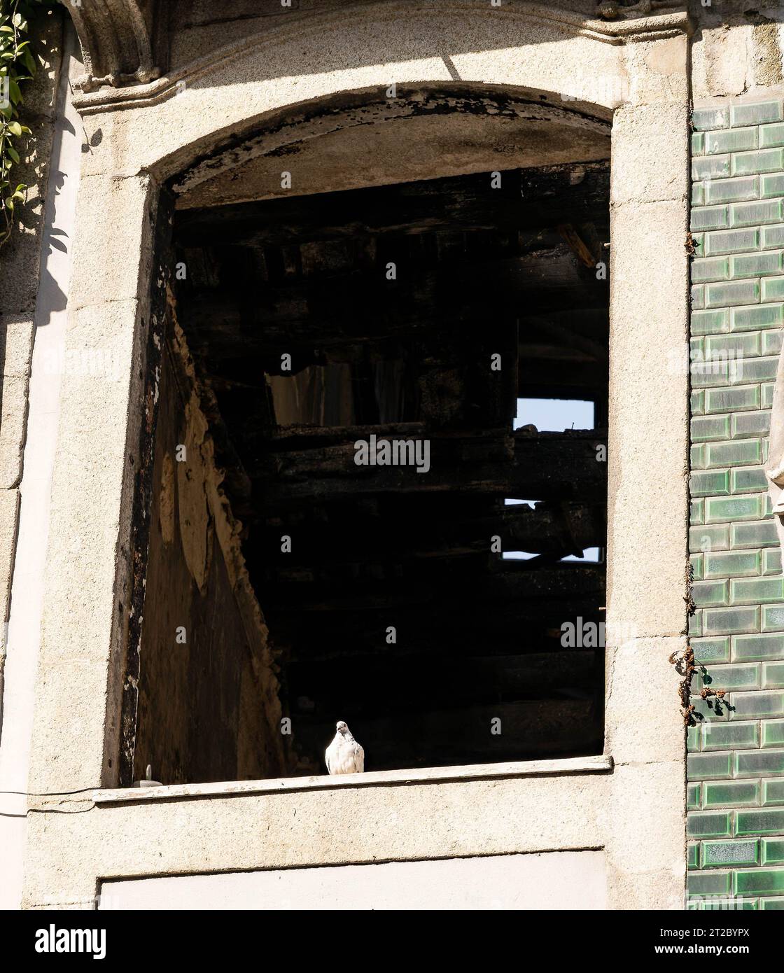 Colomba bianca appollaiata su una finestra di pietra intemprata di un edificio storico portoghese Foto Stock
